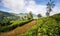 Sri Lanka's Tea estates