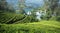 Sri Lanka's Tea estates