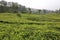 Sri Lanka`s Tea estates. Tree, leaf