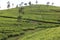 Sri Lanka`s Tea estates. Tree, leaf