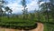 Sri Lanka Tea Plantation. Uncommon View in Tea Plantation