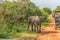 Sri Lanka: wild baby elephant in Yala National Park