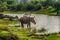 Sri Lanka: wild elephant in drinking place, Yala National Park