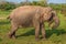 Sri Lanka: wild elephant in jungle of Yala National Park