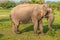 Sri Lanka: wild elephant in jungle of Yala National Park