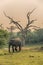 Sri Lanka: wild elephant in jungle of Yala National Park