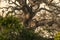 Sri Lanka: wild leopard on tree in Yala National Park