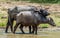 The Sri Lanka wild water buffalo Bubalus arnee migona