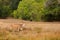 Sri Lanka wildlife. Sri Lankan axis deer Axis ceylonensis, or Ceylon spotted deer, nature habitat. Bellow majestic powerful adult