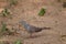 A Sri Lanka wood pigeon on garden