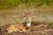 Sri Lankan axis deer Axis ceylonensis, or Ceylon spotted deer, nature habitat. Bellow majestic powerful adult animal sitting in gr