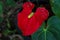 Sri lankan beautiful red colour anthuriyam flower