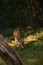 Sri Lankan Celon Deer in Wilpattu National Park