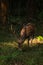 Sri Lankan Celon Deer in Wilpattu National Park