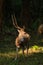 Sri Lankan Celon Deer in Wilpattu National Park