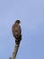 Sri lankan crested serpent eagle