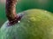 sri lankan delicious green color fruit close-up high quality macro photo
