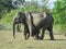 Sri lankan elephant with child