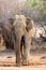 The Sri Lankan elephant Elephas maximus maximus, adult male. Adult elephant in dry bush with brown background. A large Asian