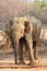 The Sri Lankan elephant Elephas maximus maximus, adult male. Adult elephant in dry bush with brown background. A large Asian