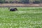 The Sri Lankan elephant Elephas maximus maximus big male in water full of water hyacinths.A large male feeds in the middle of a