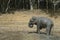 Sri Lankan Elephant - Elephas maximus maximus, Sri Lanka