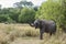 Sri Lankan Elephant - Elephas maximus maximus, Sri Lanka