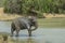 Sri Lankan Elephant - Elephas maximus maximus, Sri Lanka