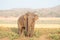 Sri Lankan elephant grazing in the grassland