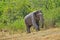 Sri Lankan Elephant, Kaudulla National Park, Sri Lanka
