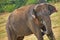 Sri Lankan Elephant, Kaudulla National Park, Sri Lanka