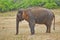 Sri Lankan Elephant, Kaudulla National Park, Sri Lanka