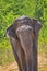 Sri Lankan Elephant, Kaudulla National Park, Sri Lanka