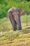 Sri Lankan Elephant, Kaudulla National Park, Sri Lanka