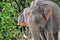 Sri Lankan Elephant, Kaudulla National Park, Sri Lanka