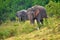 Sri Lankan Elephant, Kaudulla National Park, Sri Lanka