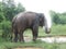 The Sri Lankan elephant is native to Sri Lanka