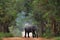 Sri lankan elephant on the road.