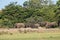 Sri Lankan elephant in Wild