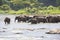 Sri Lankan Elephants Crossing River