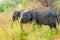 Sri Lankan elephants Elephas maximus maximus in Uda Walawe National Park, Sri Lan