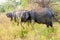 Sri Lankan elephants Elephas maximus maximus in Uda Walawe National Park, Sri Lan