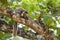 Sri Lankan Giant Squirrel - Ratufa macroura, Sri Lanka