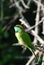 Sri Lankan Green Bee-Eater Pondering on a branch