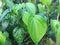 Sri lankan Green betel