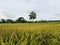 Sri Lankan green paddy field harvest North Western Province
