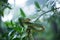 Sri Lankan Green Pit Viper