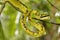 Sri Lankan Green Pit Viper, Sinharaja National Park Rain Forest, Sri Lanka