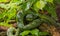 Sri Lankan green pitviper, portrait, endemic to Sri Lanka