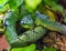 Sri Lankan green pitviper, portrait, endemic to Sri Lanka